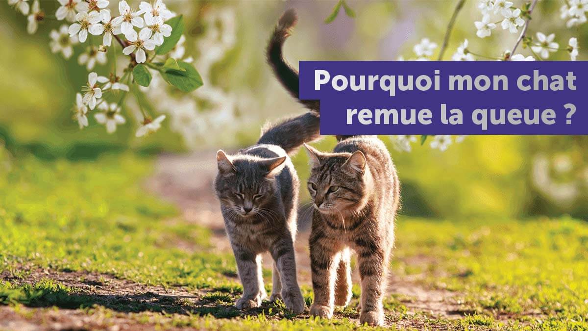 que veut dire la queue du chat qui bouge